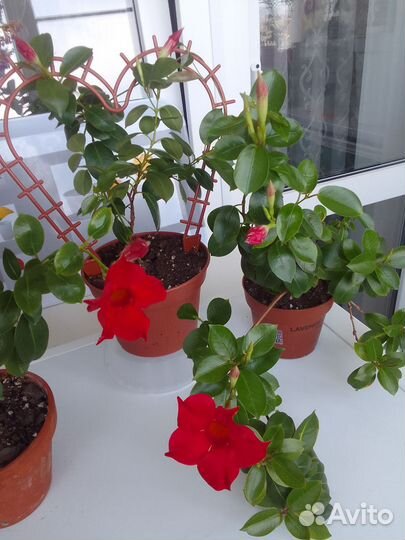 Дипладения