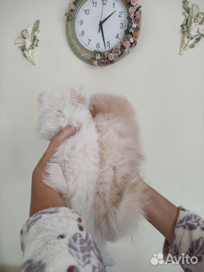 Милашные шпицы