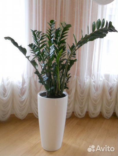 Замиокулькас