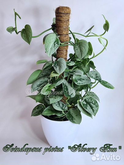 Сциндапсус Silvery Ann