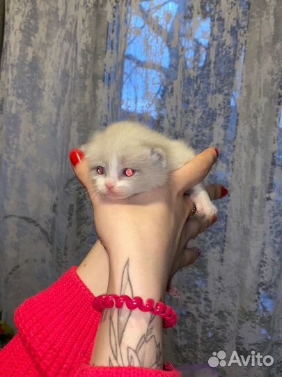 Котята в добрые руки, 1 месяц