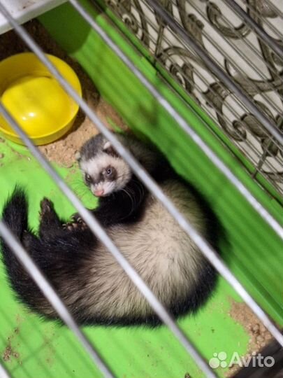 Продаётся хорек