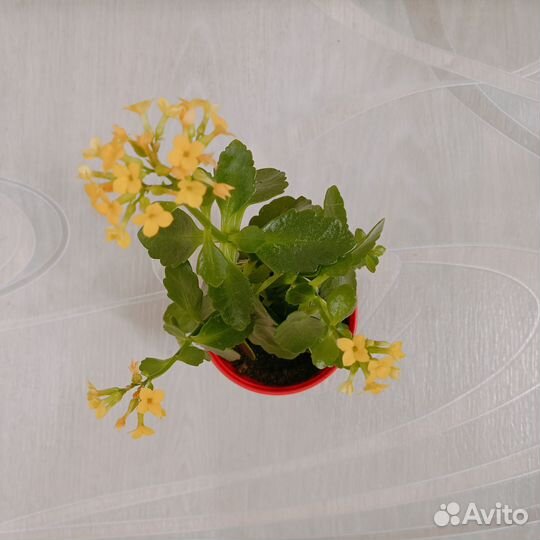 Каланхое Блоссфельда