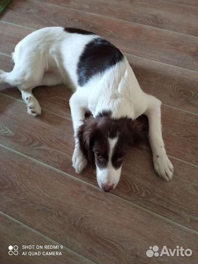 Русский спаниель