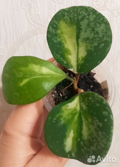 Хойя Obovata variegata splash