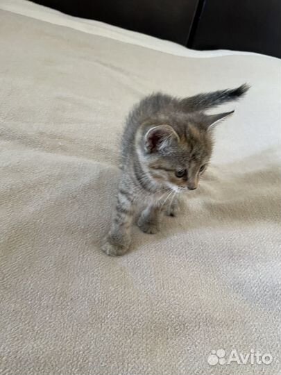 Котята метисы