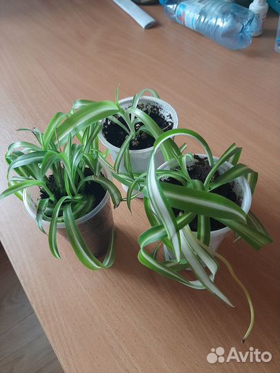 Хлорофитум. Укорененные черенки
