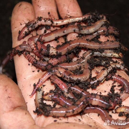 Коконы калифорнийского червя