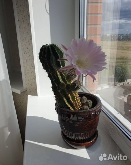 Кактусы и суккуленты