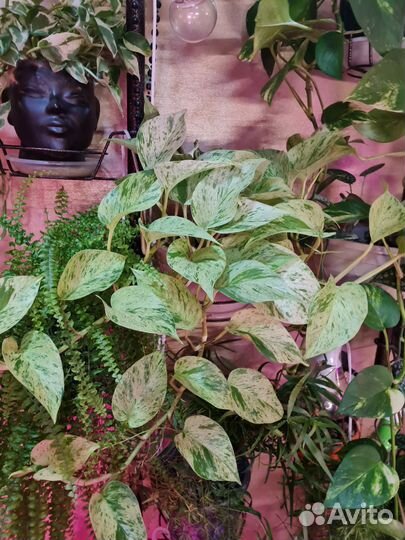 Эпипремнум золотистый (лат. Epipremnum aureum)