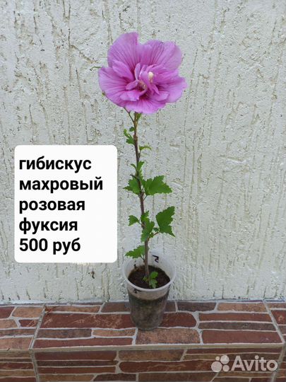 Гибискус махровый/обычный