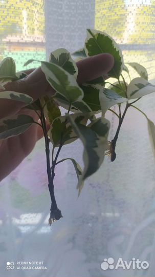 Фикус бенджамина пестролистный