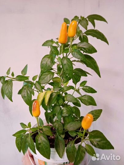 Перец острый 
