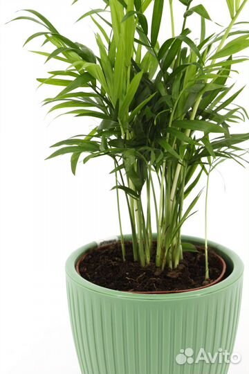Хамедорея Элеганс в кашпо, цвет зеленый