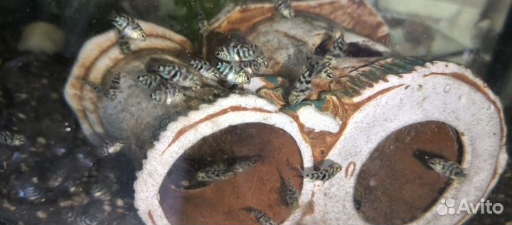 Сапфировые попугайчики