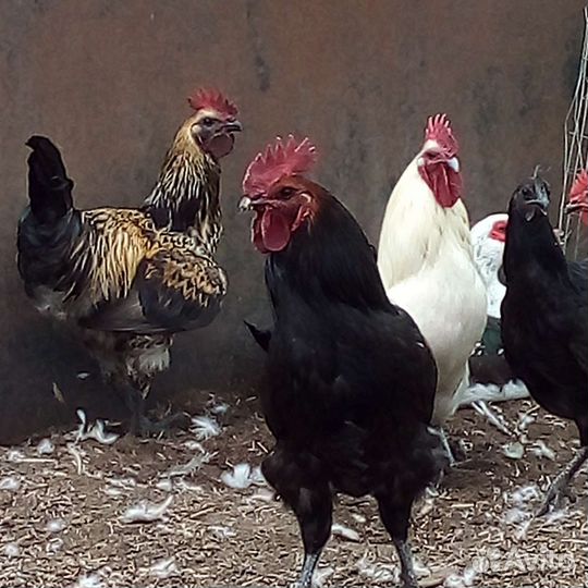 Лакеданзи цыплята,петухи.Русская хохл.яйцо перепел