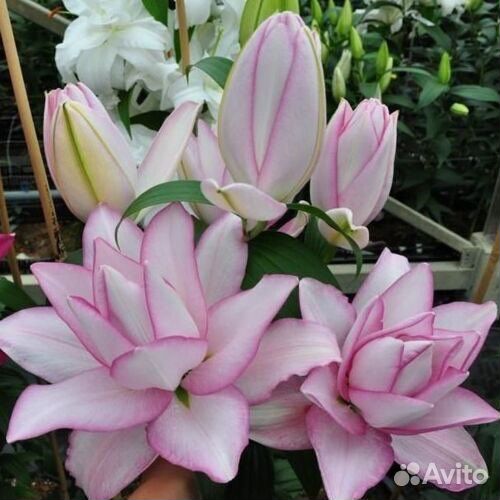 Розовидные Восточные Лилии, серии roselily