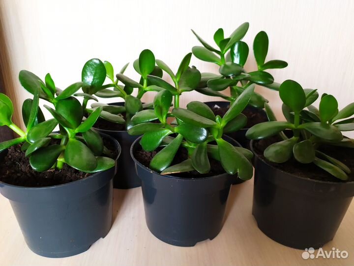 Денежное дерево