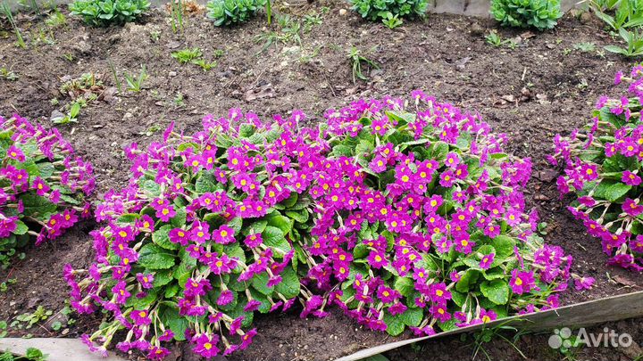 Многолетние цветы