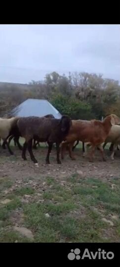 Овцы бараны