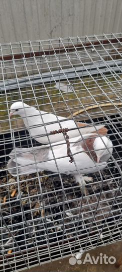 Голуби разных пород