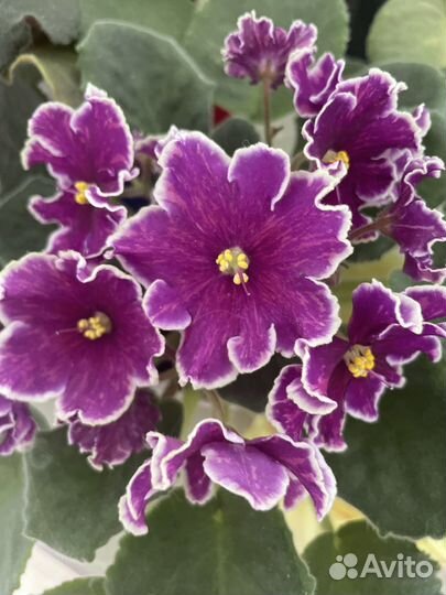 Фиалка, листики под срез