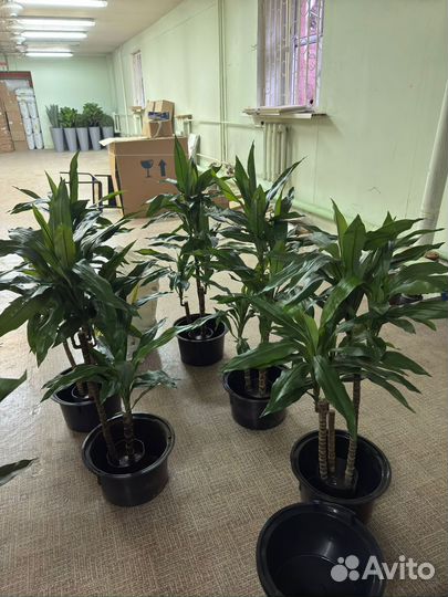 Драцена Джанет Крейг зелёная