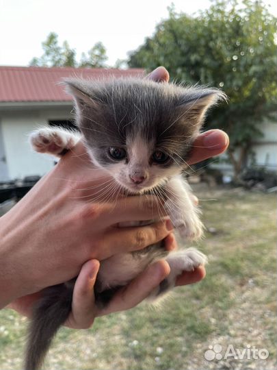 Котята в добрые руки бесплатно