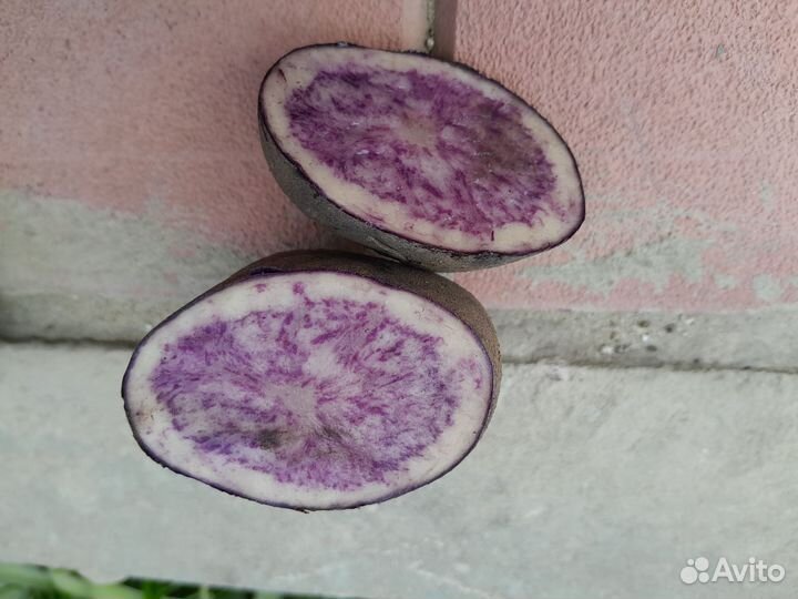 Семенной картофель