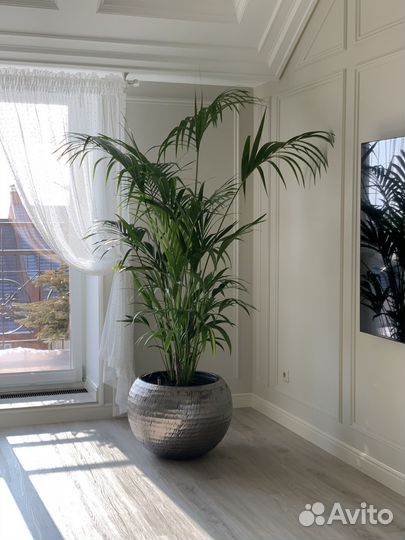 Комнатные растения цветы
