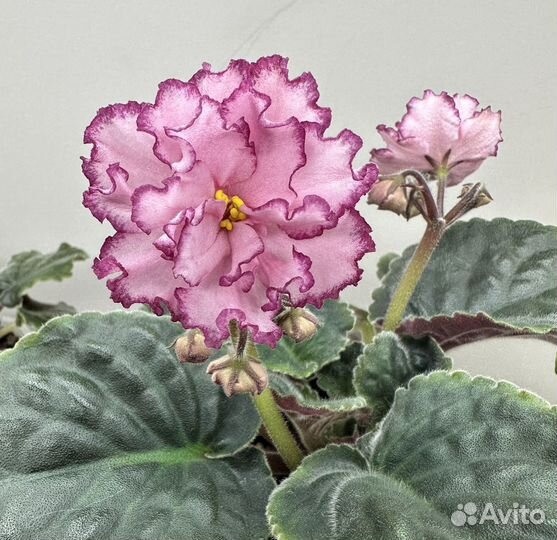 Фиалка (детки, стартеры)