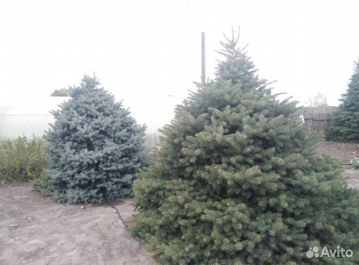 Ель голубая 1,5 м