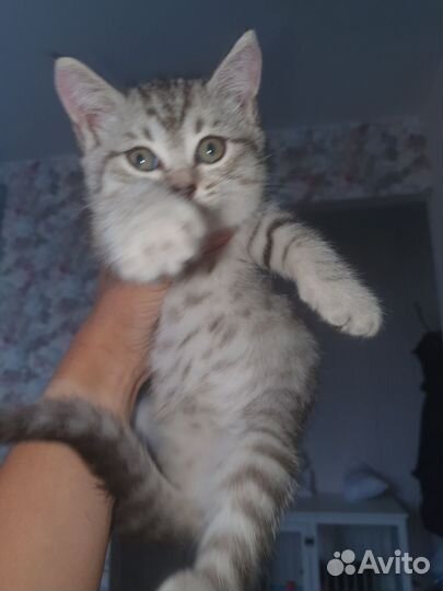 Кошка в дар бесплатно