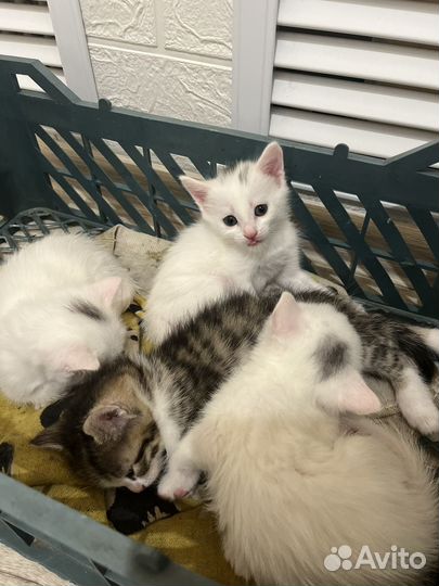 Котята