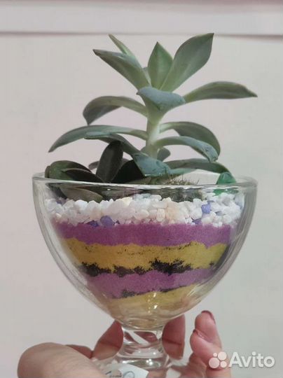 Цветы суккуленты, флорариум