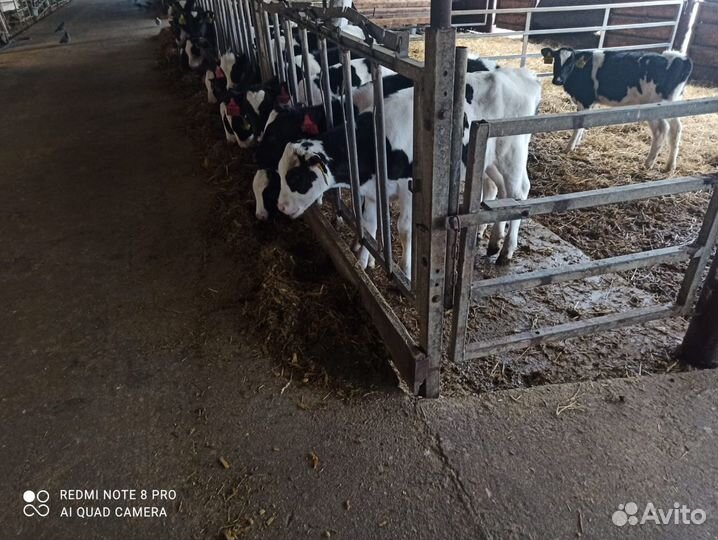 Телята бычки