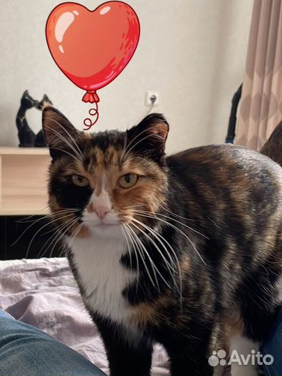 Передержка кошек