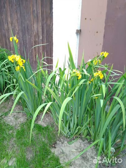 Ирис болотный