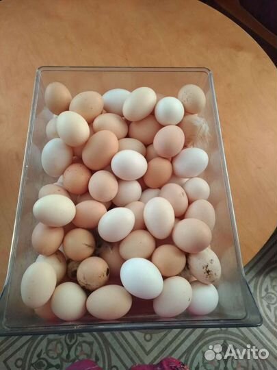 Домашние куриные яйца