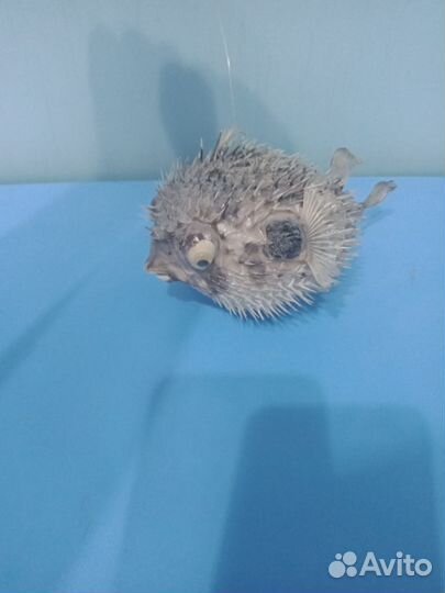 Чучело рыбы фуги