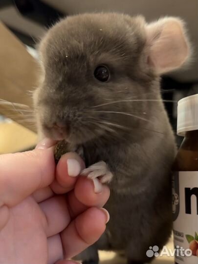Шиншилленок из питомника