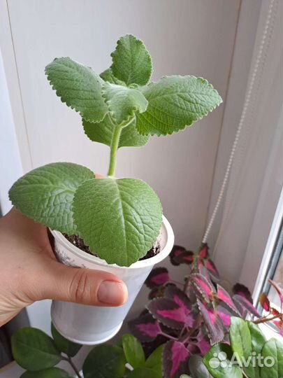 Пеленкрантус (мята)