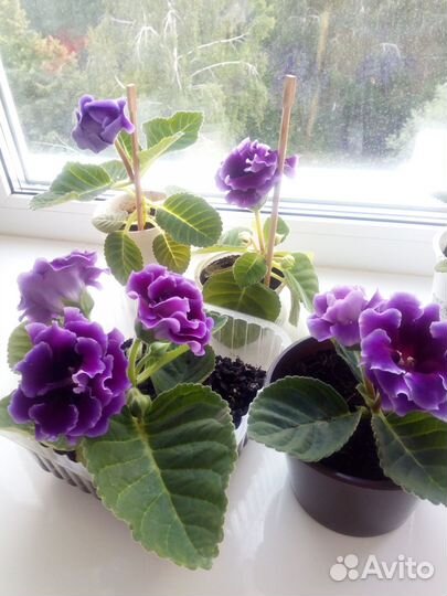 Глоксиния цветущая, лист на срез, семена