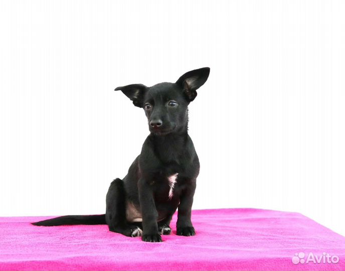 Малышка в семью