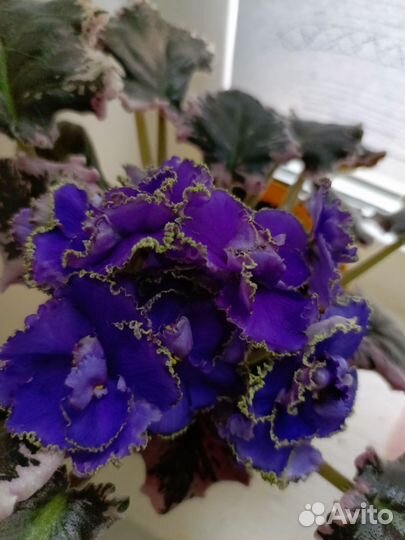 Сортовые фиалки