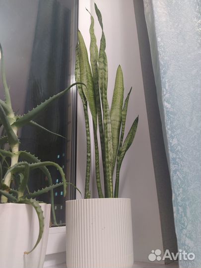 Сансевиерия щучий хвост