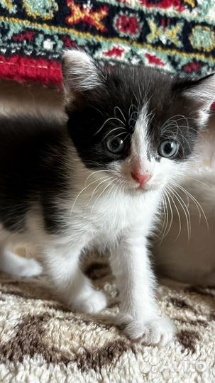 Котята