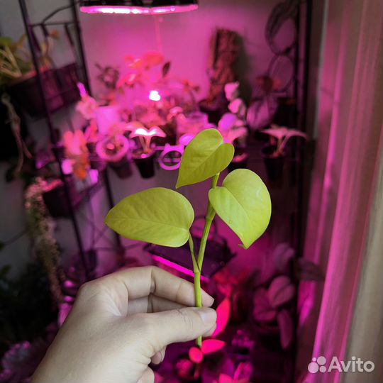 Эпипремнум неон, голден потос