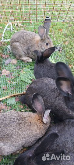 Калифорнийские, фландр кролики