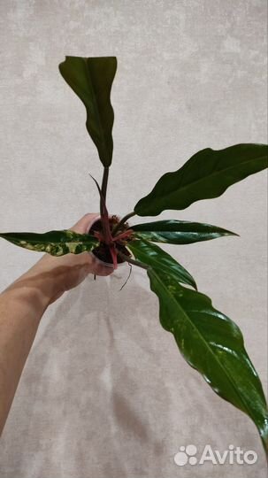 Филодендрон Карамель Марбл вар, Биллитау вар и др